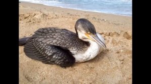Почему местные дагестанцы не купаются в Каспийском море / Caspian Sea - you can not swim!