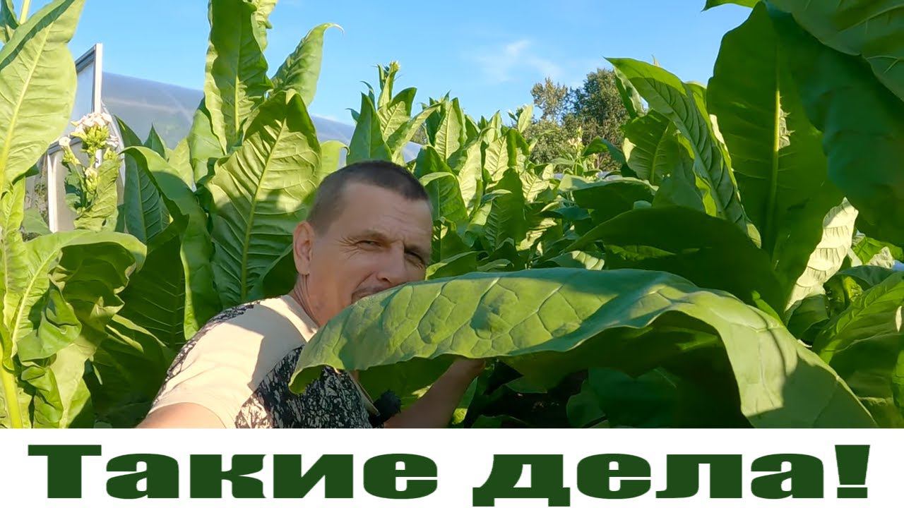 Ушел работать в "тень" и пошла отдача с огорода! Классная сушилка для чеснока! смотреть онлайн