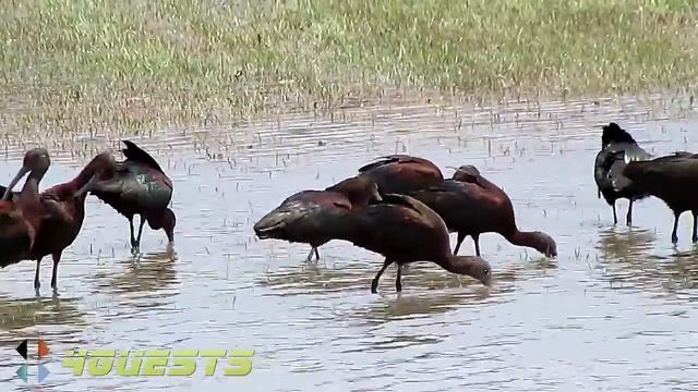 GLOSSY IBIS BIRDS EATING WORMS ~ ARIZONA смотреть онлайн