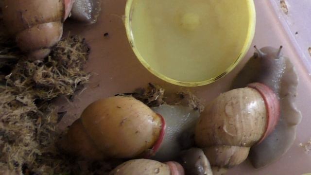 Улитки улитки и еще улитки. Ахатины кормление. смотреть онлайн
