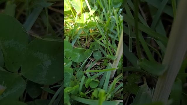 4 leaf clover tips and tricks смотреть онлайн