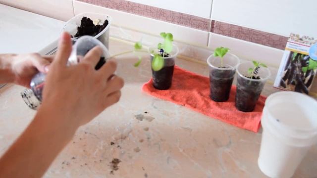 Посадка баклажан на рассаду смотреть онлайн