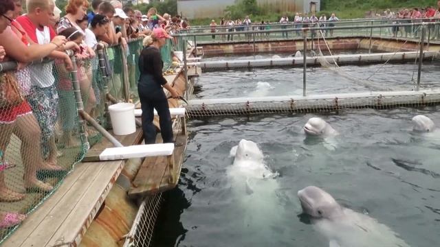 Дельфинарий в Ливадии , Приморский край смотреть онлайн