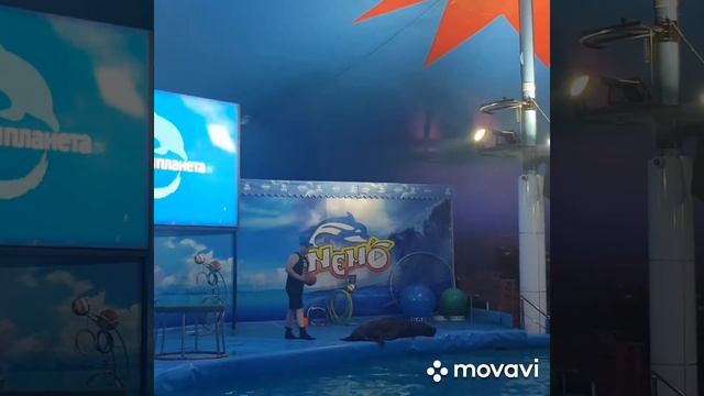 Дельфины,Морской Лев и морские котики в Ташкенте. В парке Ашхабад.dolphins смотреть онлайн