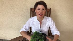 Посадка хвойных для новичков. Ошибки при посадке хвойного растения.