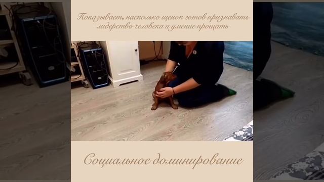 Немецкий пинчер. Test. 2018. N-litter. Nuar смотреть онлайн