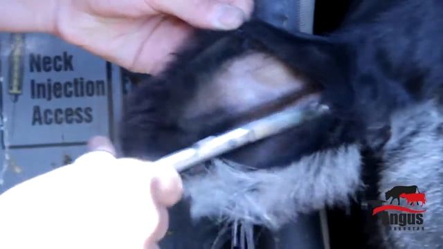 Татуирование Ангусов смотреть онлайн