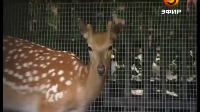 В казанском зоопарке появили пятнистые олени смотреть онлайн