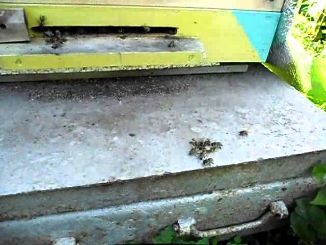 Матка у летка.