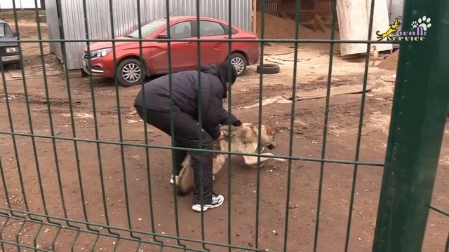 Как поймать волка голыми руками смотреть онлайн