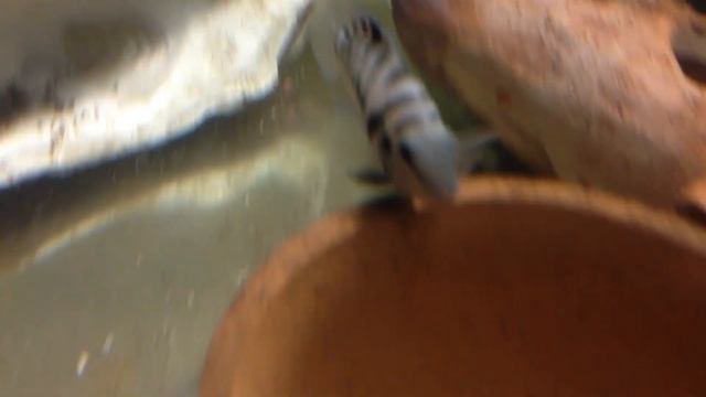 как ухаживает рыба чернополосатый за мальков смотреть онлайн