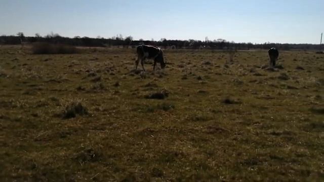 СЛОМАЛАСЬ ДОЙКА,ХОРОШАЯ ПОГОДА,ЖИЗНЬ ПРОДОЛЖАЕТСЯ! смотреть онлайн