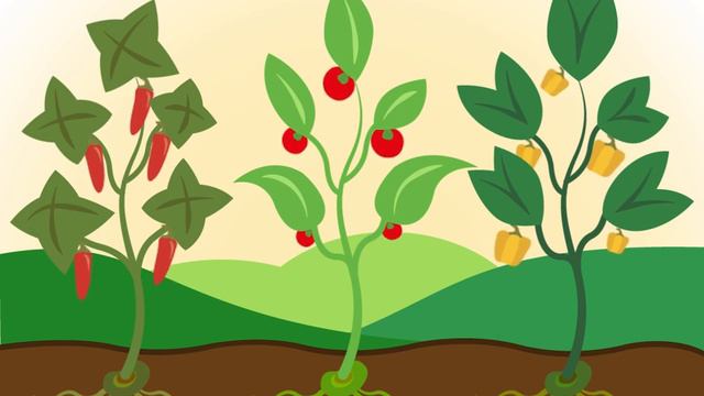 La importancia del silicio en tus cultivos смотреть онлайн