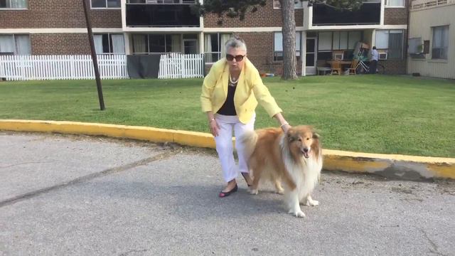 Ищу невесту для Барина. Страдает Парень. Торонто Канада 🇨🇦.2018 смотреть онлайн