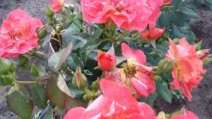 Синко де Майо роза флорибунда