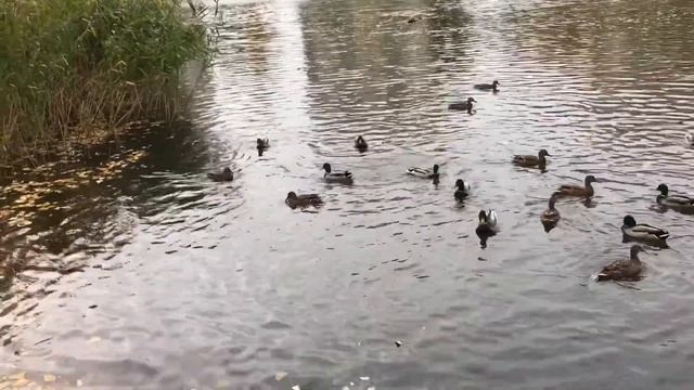 Киев 2021 Осень!? Съёмки на новый телефон!?#kiev #осень#новый телефон смотреть онлайн