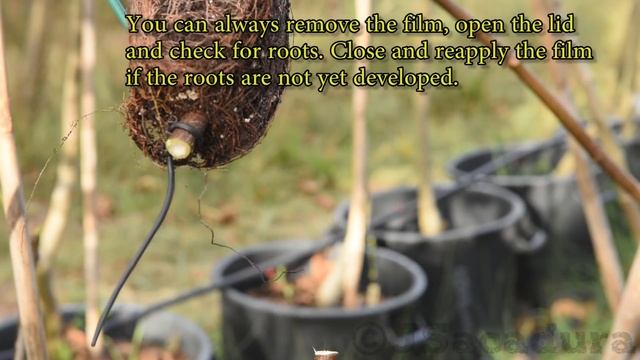 Air layering trees - Clone your fruit trees the easy way. смотреть онлайн