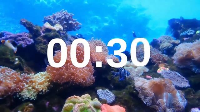 1 Minute Timer Relaxing Music Lofi Fish Background смотреть онлайн