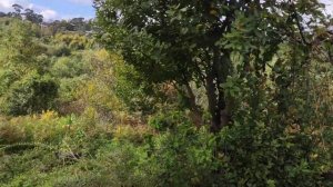 Дом Абхазия Сухумский р он, с  Н Эшера