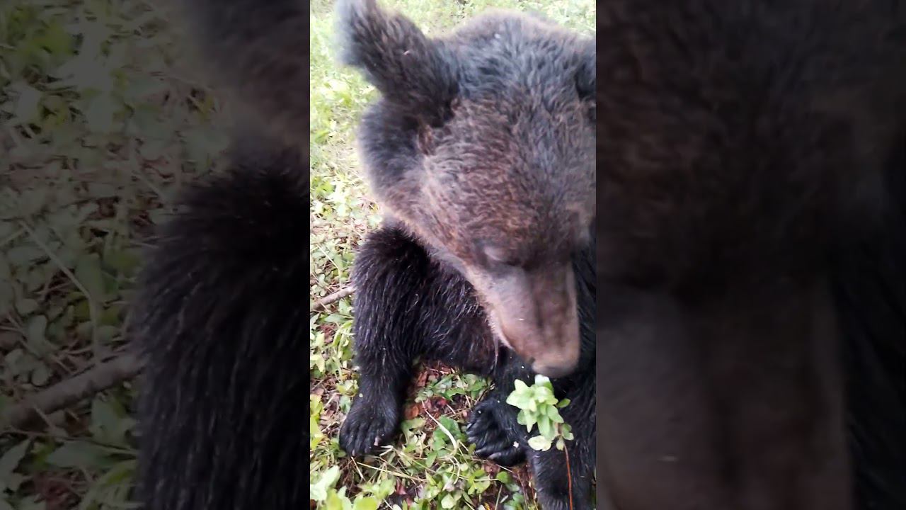 Голодный Буржуй. #медведь #bear смотреть онлайн