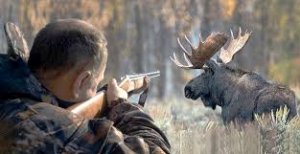 Охота на лося загоном.Я в загоне,гоню лосей на номера.