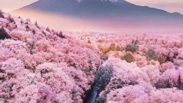 Сакура - описание и особенности видов Японской вишни.