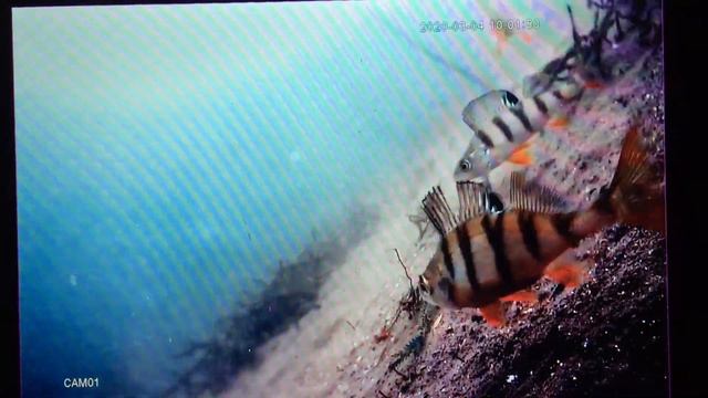 Настройка камеры по мутной воде -2 часть. Пасмурно 04.03.20 смотреть онлайн