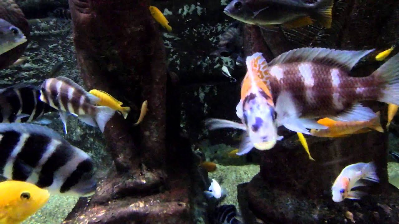 Аквариум в Анталии