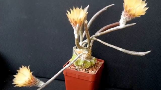 Такое может создать только природа! ТОП редких и необычных кактусов. смотреть онлайн