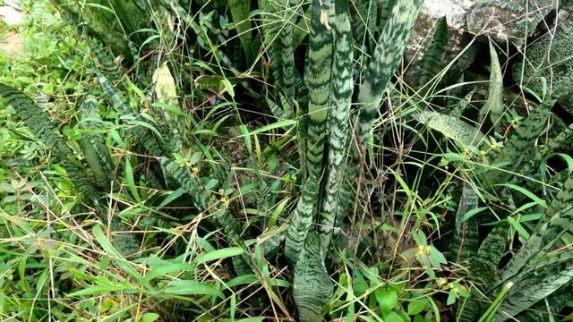 അടിപൊളി ചെടികൾവെറുതെ കിട്ടിയനേര്യമംഗലം plant hunting#lovemyplantssreekalaribu #planthuntingmalayala смотреть онлайн