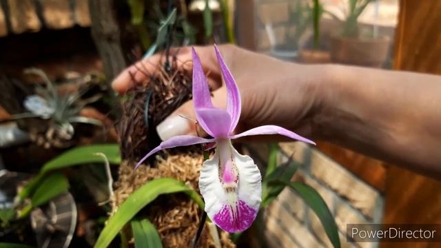 ОРХИДЕИ не капризные, а легко цветущие и растущие. Как посадить орхидею на блок. Орхидея Barkeria смотреть онлайн