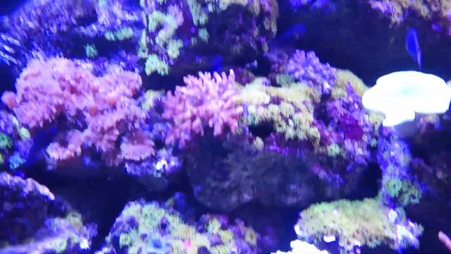 VLOG. Океанариум#1: Риф. Коралловые рыбки как на коралловом рифе в Красном море Египта. смотреть онлайн