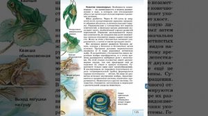 Биология 8к СТР-127 Класс Земноводные или Амфибии