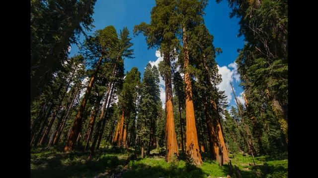 Самое высокое дерево. Самое старое дерево. Детская энциклопедия. Видео для детей. смотреть онлайн
