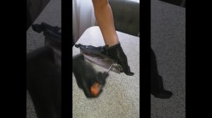 Как разобрать фары (расклеить) в домашних условиях в духовке