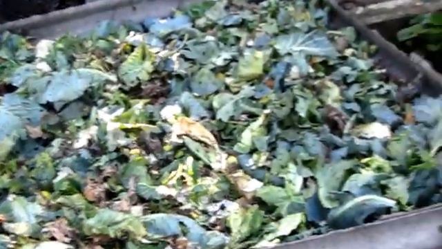 КАПУСТА ПОЗДНЯЯ убираем грядки смотреть онлайн