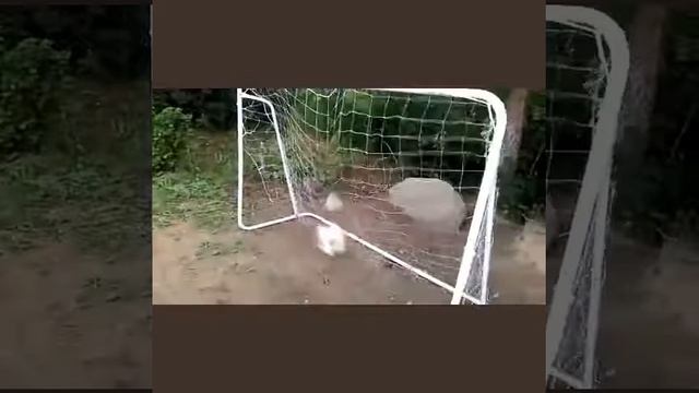 Гол в свои ворота⚽ смотреть онлайн