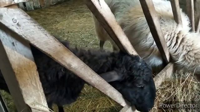 ДОХОД ОТ КУР ЗА НЕДЕЛЮ, УЧИТЕСЬ. ОВЦЫ МЕШАЮТ СОСЕДЯМ. Продал козу. Заложил гусей. Кормлю теленка. смотреть онлайн