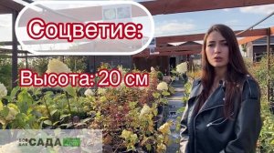 гортензия меджикал файер характеристика и описание