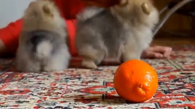 Щенки карликовый шпиц смотреть онлайн