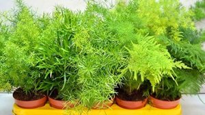 Самые полезные комнатные растения. По мнению ученых.