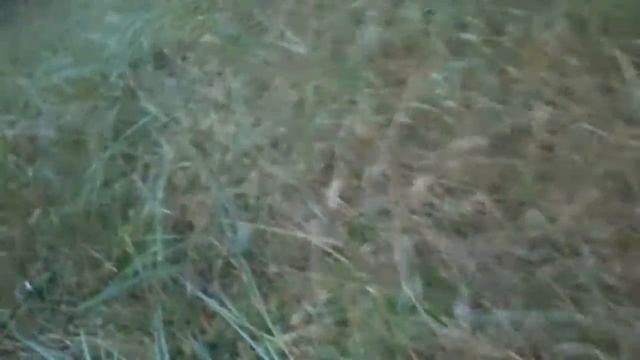 Маслята поздний и зернистый, шампиньоны и дождевики!!! смотреть онлайн