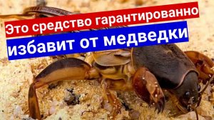 Как бороться с медведкой в огороде и можно ли избавиться навсегда? Проверенное годами средство