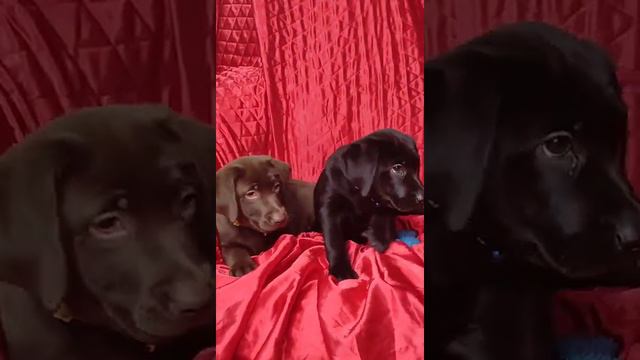 Щенки лабрадора продаются! смотреть онлайн