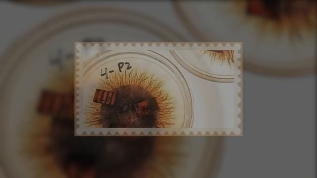 南極洲的這個小型考古遺址可能會改寫人類歷史！ 至今以來，南極洲最驚人的15個秘密發現【探索旅行號】 смотреть онлайн