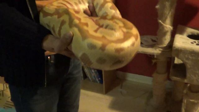 I SERPENTI DI LUIGI python brongersmai albino смотреть онлайн