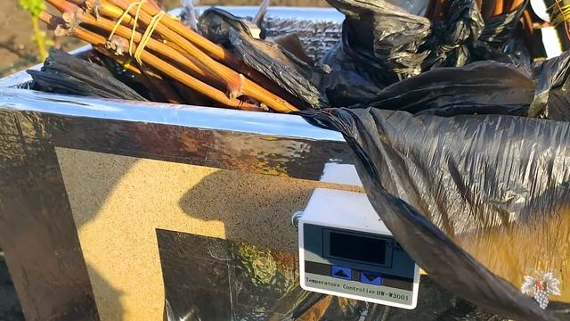 Как ВСЕГО за 10 ДНЕЙ Укоренить ЧЕРЕНКИ ВИНОГРАДА!!! смотреть онлайн