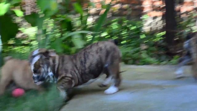 Тигровые девочки английского бульдога/Питомник GRANDE STAR ARTEMIDA смотреть онлайн