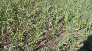 Как ростёт чеснок без полива.Можно ли вырастить озимый чеснок без полива?