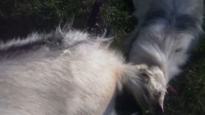 Спаривание коз